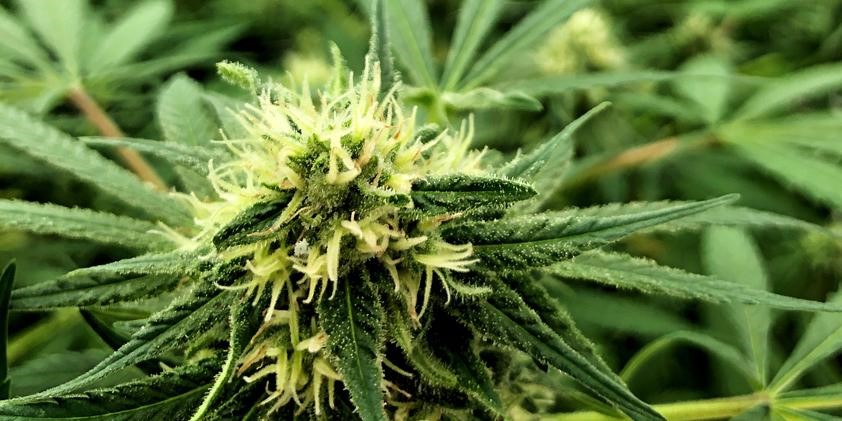 CBD Oil Hemp Navarre 
      MN 55392